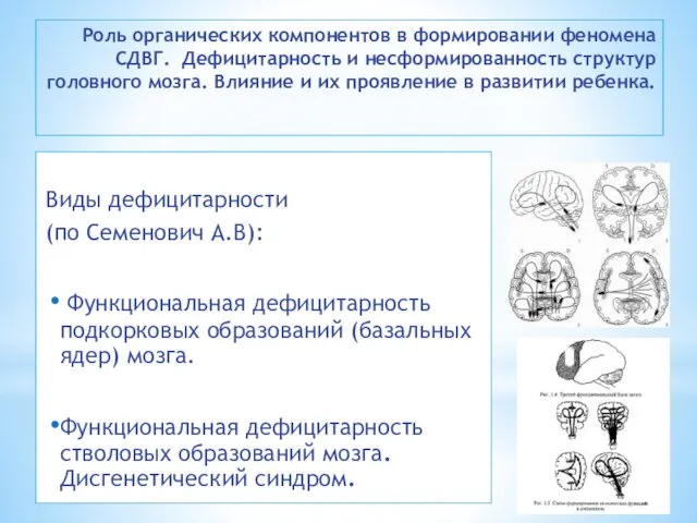 Роль органических компонентов в формировании феномена СДВГ. Дефицитарность и несформированность структур