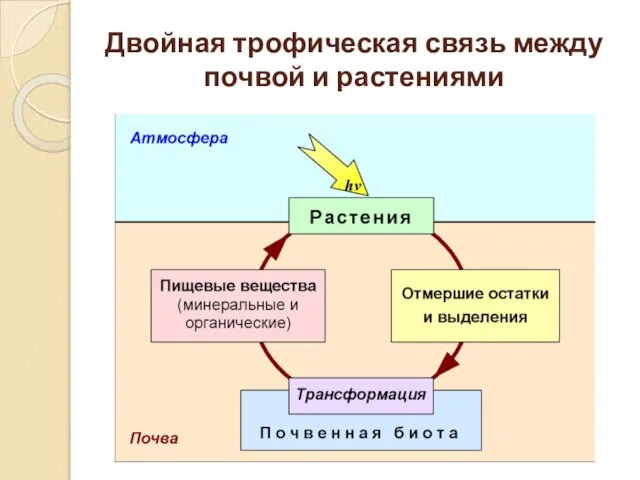 Двойная трофическая связь между почвой и растениями