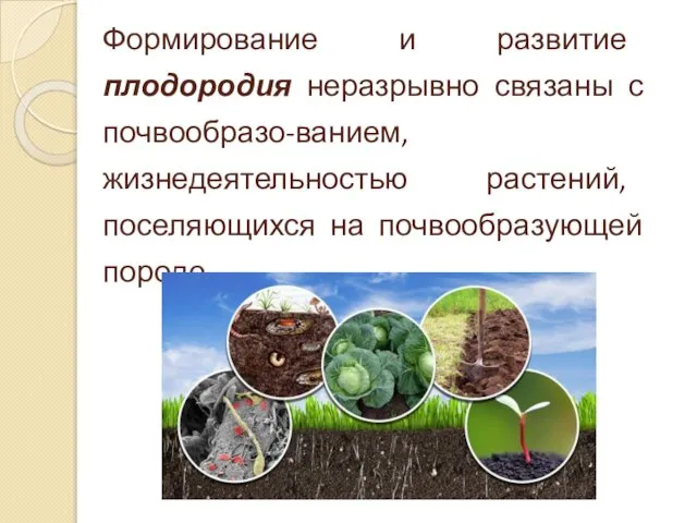 Формирование и развитие плодородия неразрывно связаны с почвообразо-ванием, жизнедеятельностью растений, поселяющихся на почвообразующей породе.