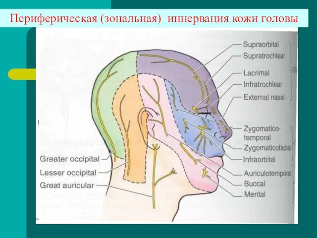 Периферическая (зональная) иннервация кожи головы