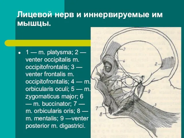 Лицевой нерв и иннервируемые им мышцы. 1 — m. platysma; 2