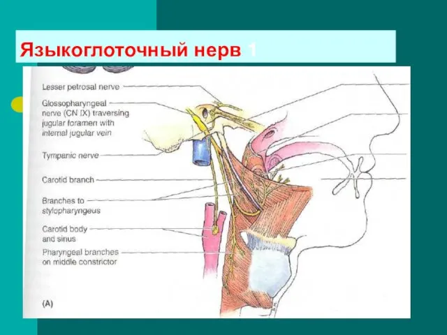 Языкоглоточный нерв 1