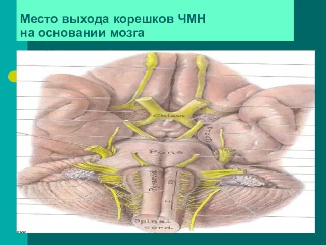 Место выхода корешков ЧМН на основании мозга