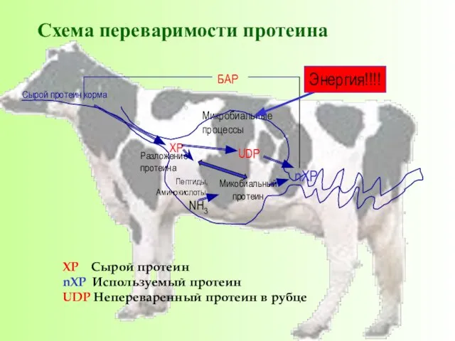 Сырой протеин корма Микробиальные процессы Разложение протеина Пептиды, Аминокислоты, NH3 Микобиальный