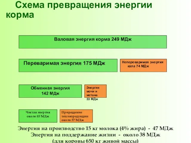 Схема превращения энергии корма Энергия на производство 15 кг молока (4%