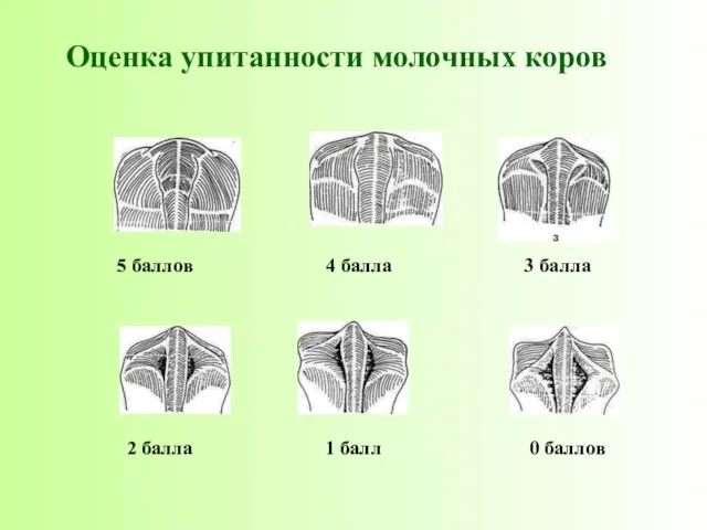 Оценка упитанности молочных коров 5 баллов 4 балла 3 балла 2 балла 1 балл 0 баллов