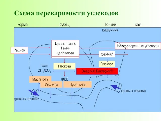 Глюкозе Схема переваримости углеводов Непереваренные углеводы корма рубец Тонкий кишечник кал