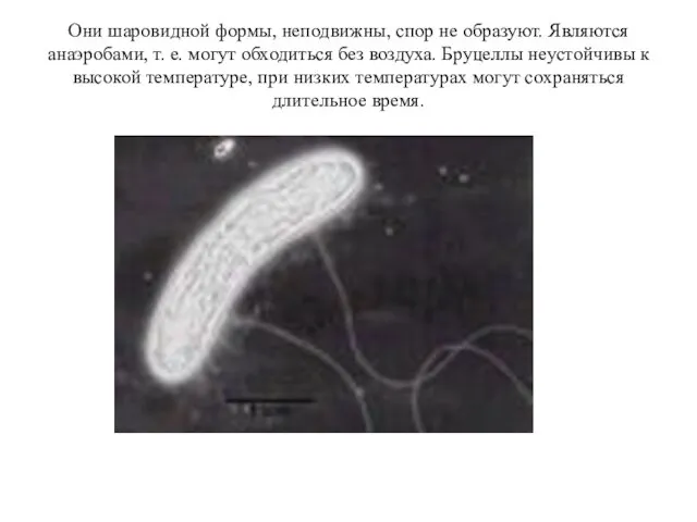 Они шаровидной формы, неподвижны, спор не образуют. Являются анаэробами, т. е.