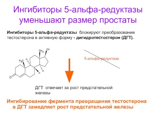 Ингибиторы 5-альфа-редуктазы уменьшают размер простаты Ингибирование фермента превращения тестостерона в ДГТ