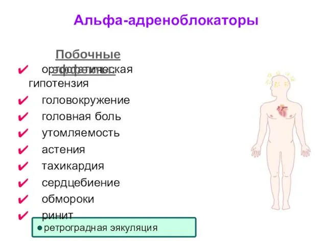 ортостатическая гипотензия головокружение головная боль утомляемость астения тахикардия сердцебиение обмороки ринит Побочные эффекты: Альфа-адреноблокаторы