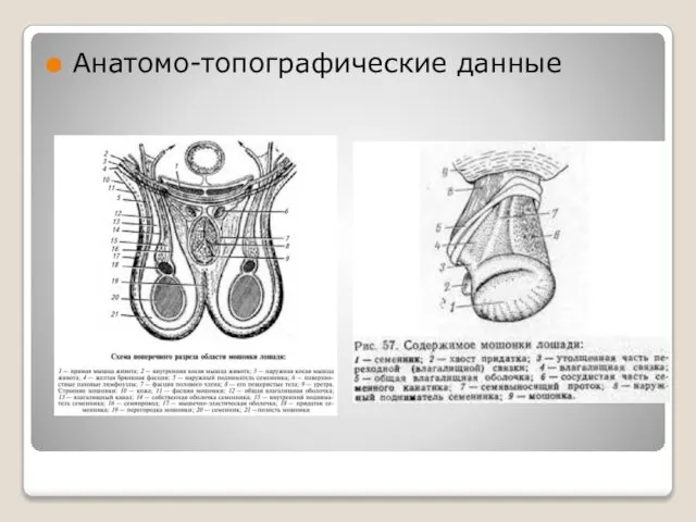 Анатомо-топографические данные