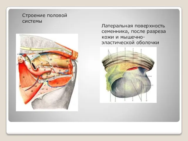 Строение половой системы Латеральная поверхность семенника, после разреза кожи и мышечно-эластической оболочки