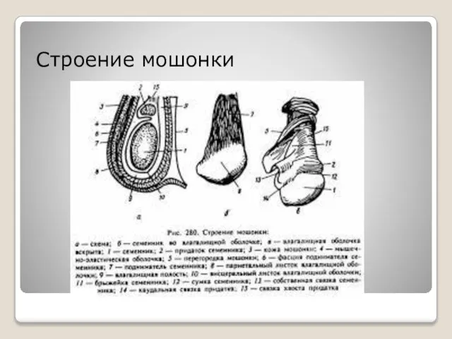 Строение мошонки