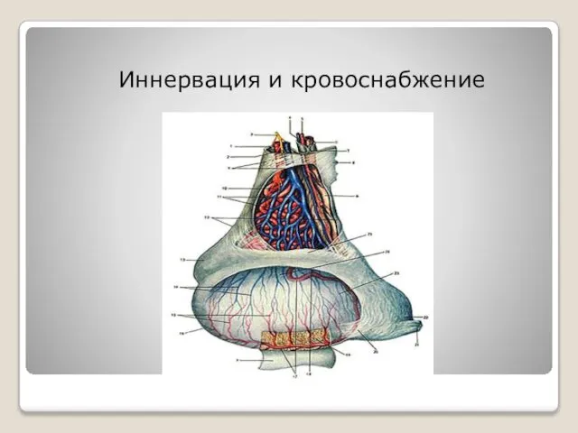 Иннервация и кровоснабжение