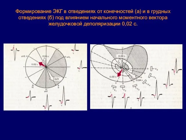 Формирование ЭКГ в отведениях от конечностей (а) и в грудных отведениях