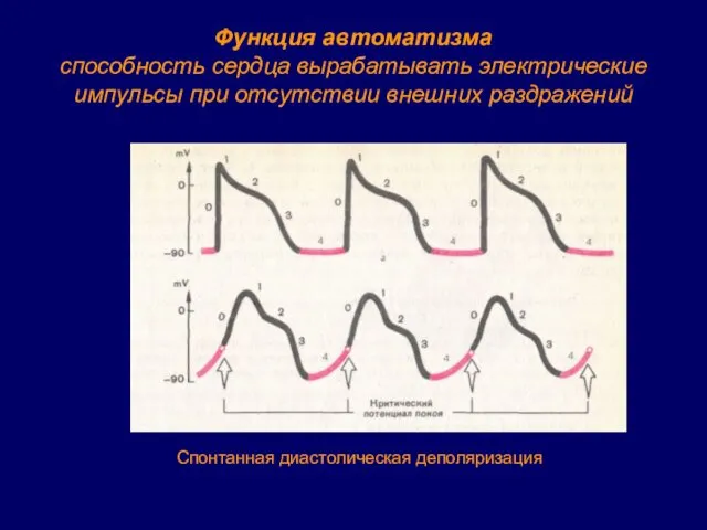 Функция автоматизма способность сердца вырабатывать электрические импульсы при отсутствии внешних раздражений Спонтанная диастолическая деполяризация