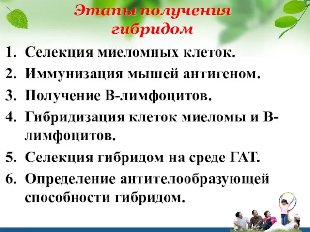 Этапы получения гибридом Селекция миеломных клеток. Иммунизация мышей антигеном. Получение В-лимфоцитов.