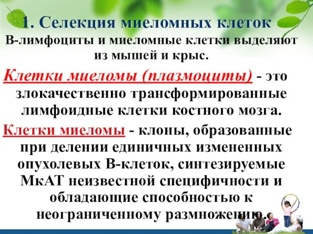 1. Селекция миеломных клеток В-лимфоциты и миеломные клетки выделяют из мышей