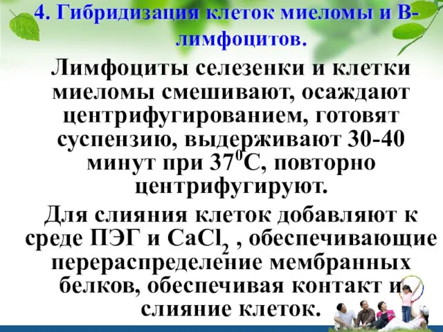 4. Гибридизация клеток миеломы и В-лимфоцитов. Лимфоциты селезенки и клетки миеломы