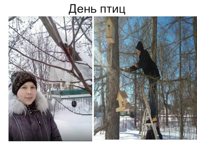 День птиц