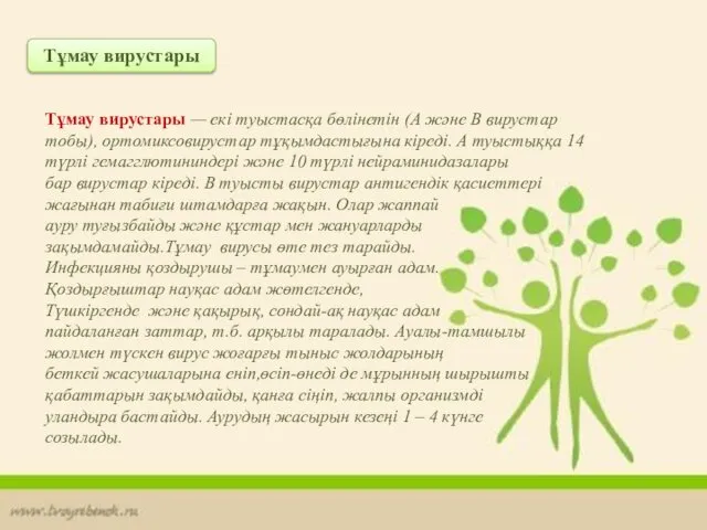 Тұмау вирустары Тұмау вирустары — екі туыстасқа бөлінетін (А және В