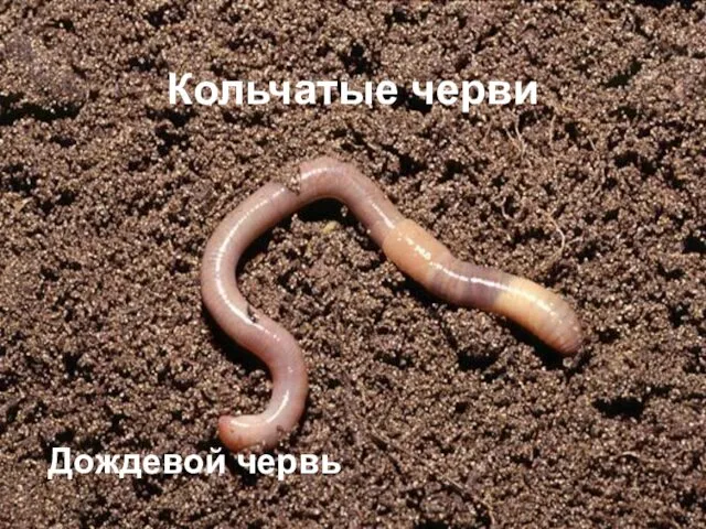 Кольчатые черви Дождевой червь