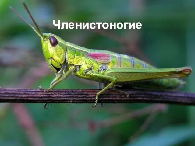 Членистоногие