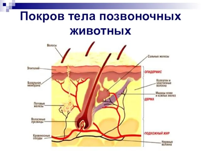 Покров тела позвоночных животных