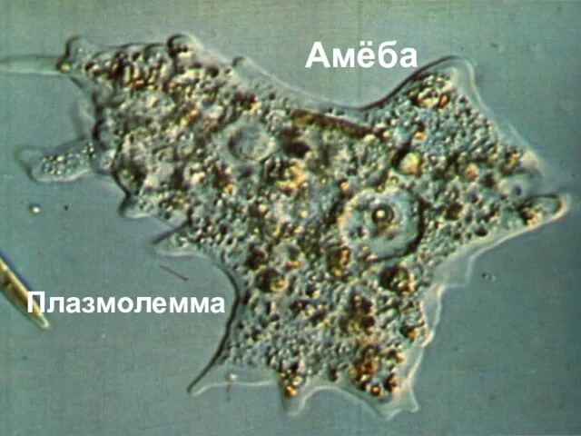 Амёба Плазмолемма