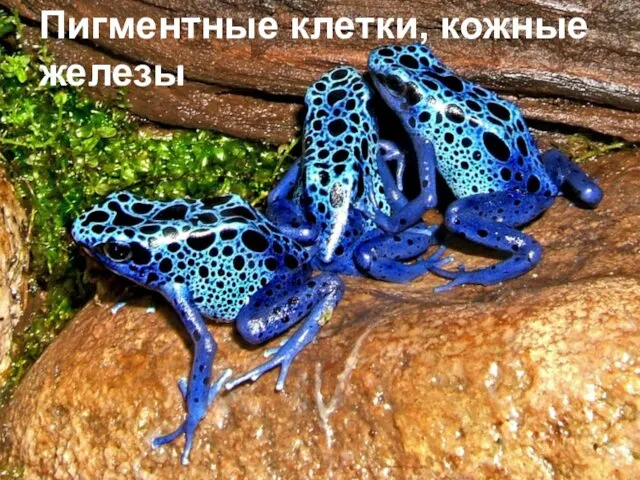 Пигментные клетки, кожные железы