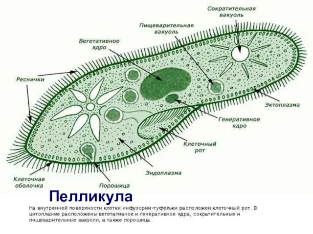 Пелликула