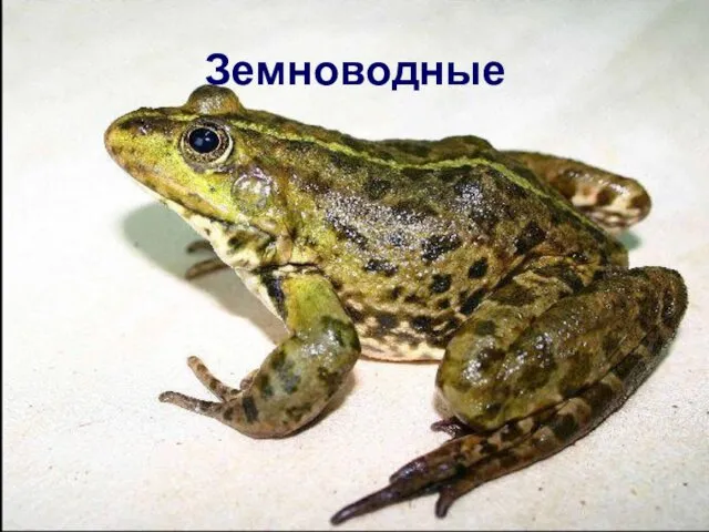 Земноводные