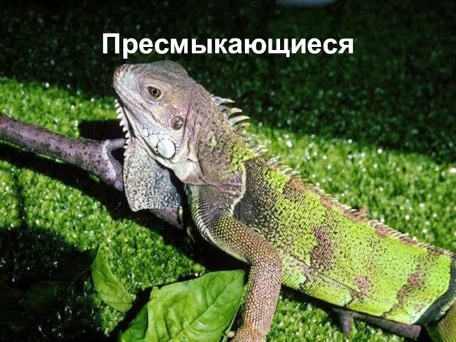 Пресмыкающиеся