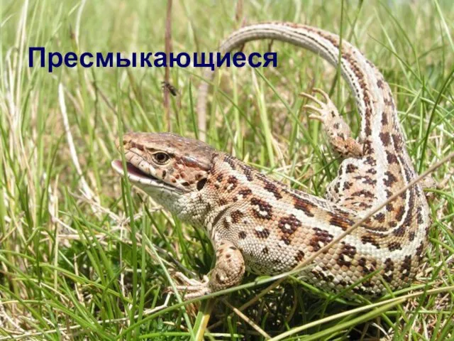 Пресмыкающиеся