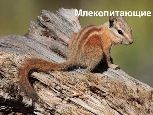 Млекопитающие