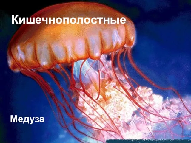 Кишечнополостные Медуза