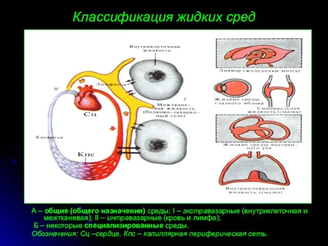 Классификация жидких сред А – общие (общего назначения) среды; I –