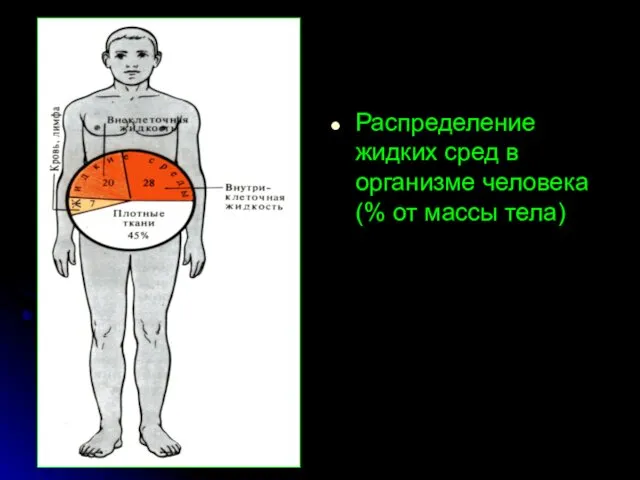 Распределение жидких сред в организме человека (% от массы тела)