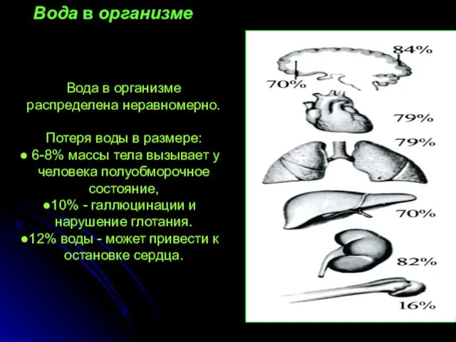 Вода в организме Вода в организме распределена неравномерно. Потеря воды в