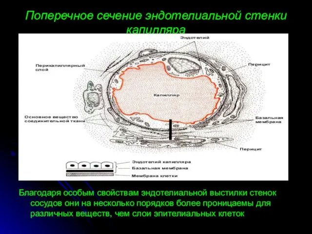 Поперечное сечение эндотелиальной стенки капилляра Благодаря особым свойствам эндотелиальной выстилки стенок