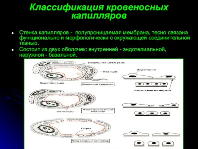 Классификация кровеносных капилляров Стенка капилляров - полупроницаемая мембрана, тесно связана функционально