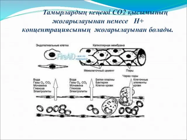 Тамырлардың кеңеюі СО2 қысымының жоғарылауынан немесе Н+ концентрациясының жоғарылауынан болады.