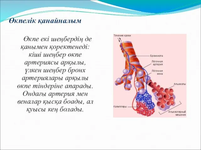 Өкпелік қанайналым Өкпе екі шеңбердің де қанымен қоректенеді: кіші шеңбер өкпе