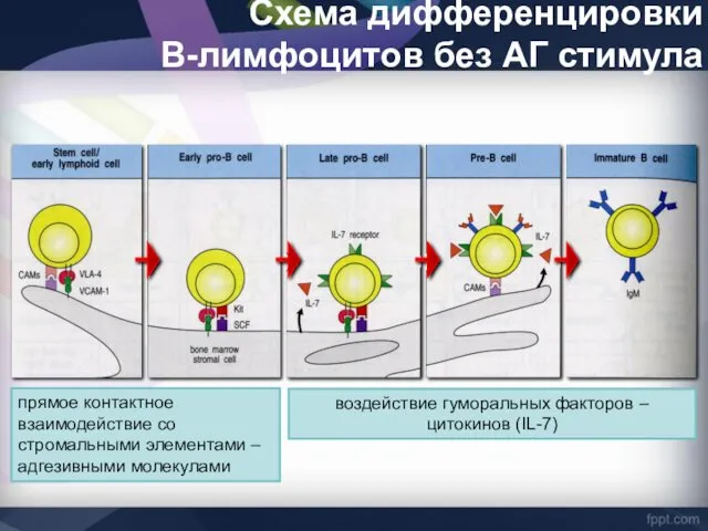 Схема дифференцировки В-лимфоцитов без АГ стимула прямое контактное взаимодействие со стромальными