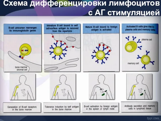 Схема дифференцировки лимфоцитов с АГ стимуляцией