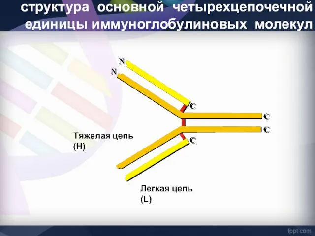структура основной четырехцепочечной единицы иммуноглобулиновых молекул