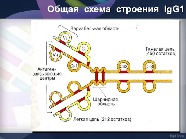 Общая схема строения lgG1
