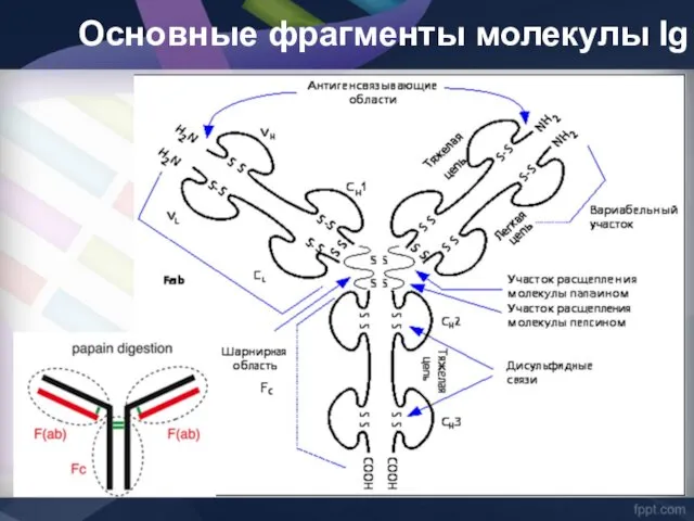 Основные фрагменты молекулы Ig