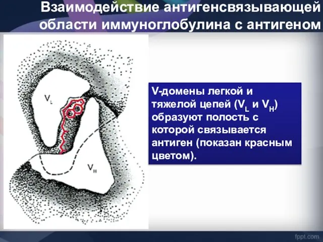 Взаимодействие антигенсвязывающей области иммуноглобулина с антигеном V-домены легкой и тяжелой цепей