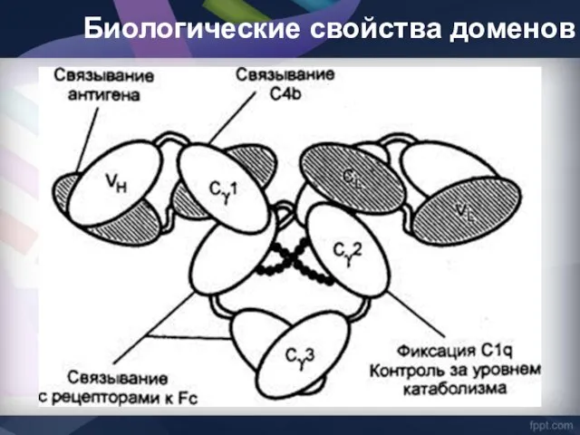 Биологические свойства доменов